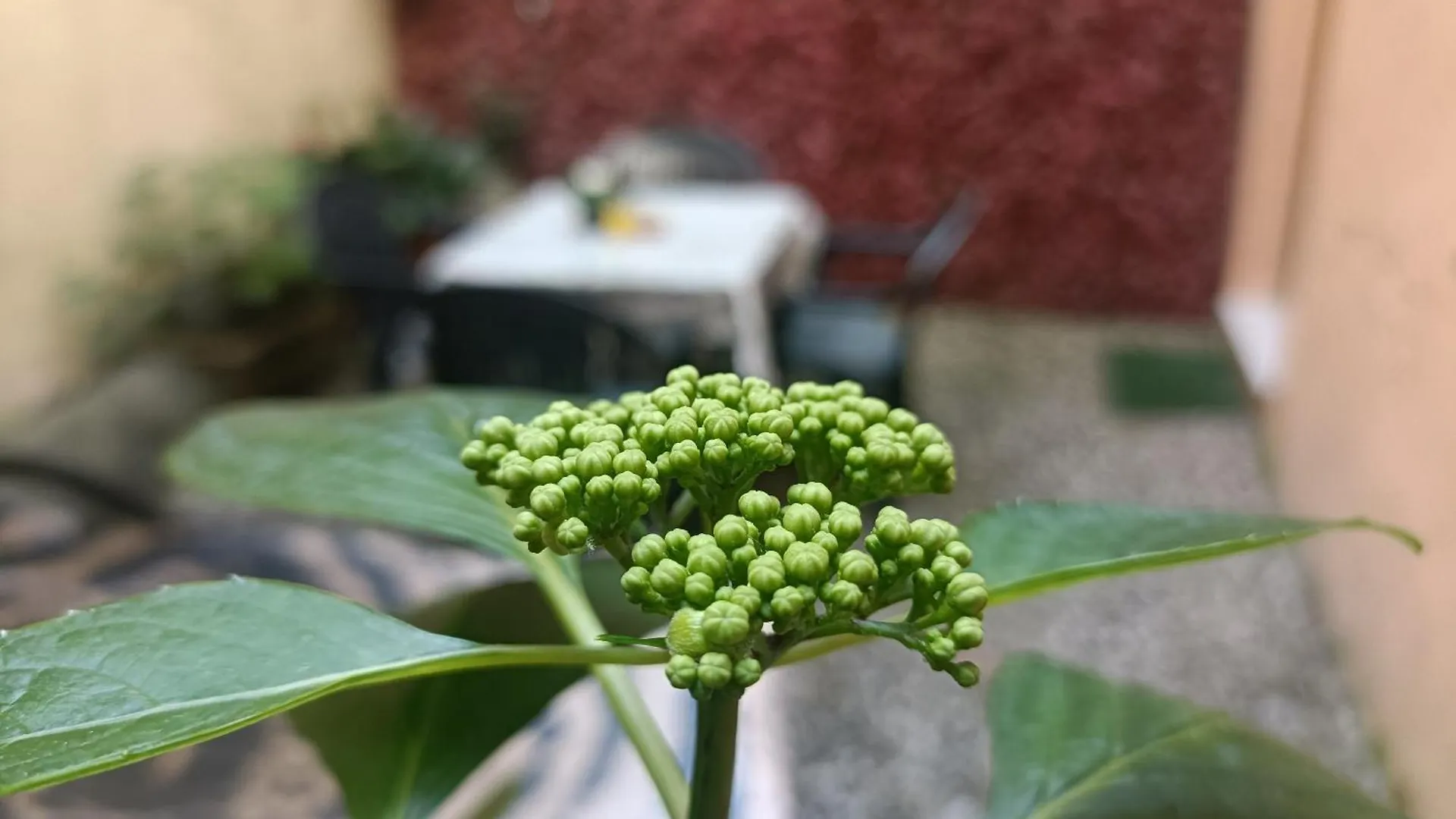 Il Giardino Segreto Apartment Lucca Italy